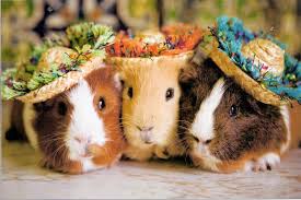 Guinea pig party.jpg